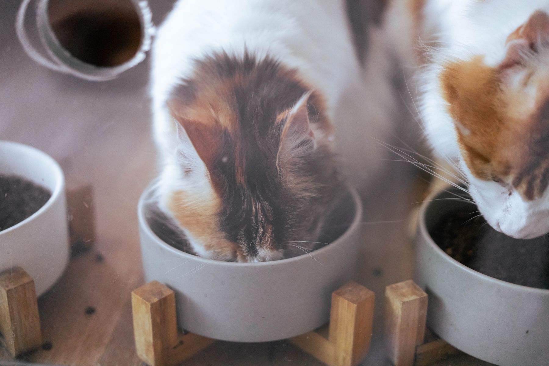 Two cats eating from plain ceramic bowls on a wooden floor