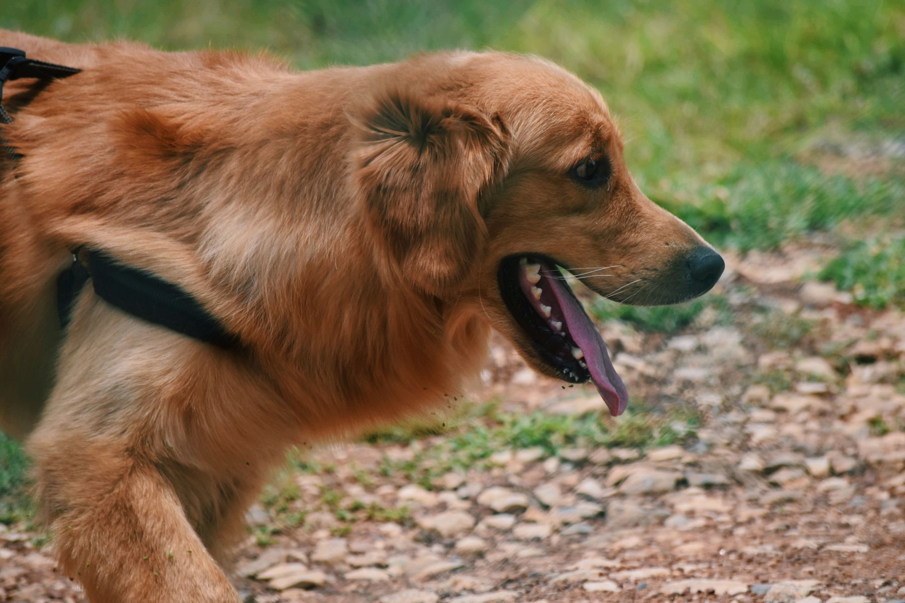 A golden retriever walking on a trail